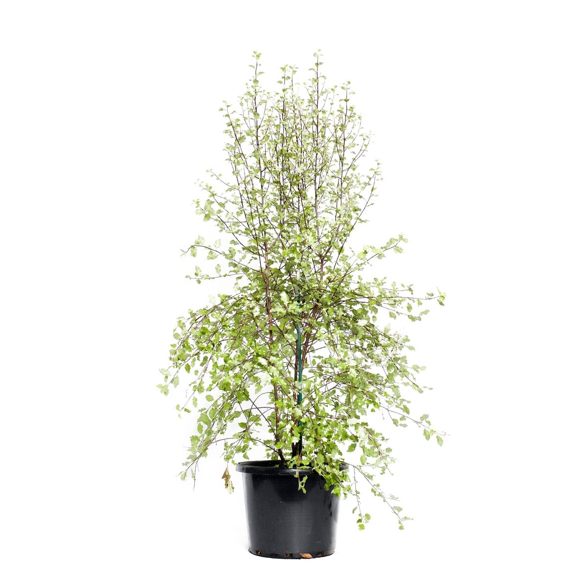 270mm Pittosporum Silver Sheen - Pittosporum tenuifolium - Bunnings ...