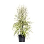 270mm Pittosporum Silver Sheen - Pittosporum tenuifolium
