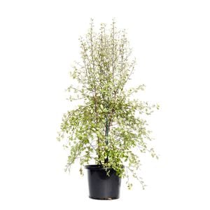 270mm Pittosporum Silver Sheen - Pittosporum tenuifolium