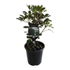 3.5L Pseudopanax Black Knight  - Pseudopanax