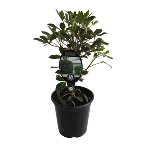 3.5L Pseudopanax Black Knight  - Pseudopanax
