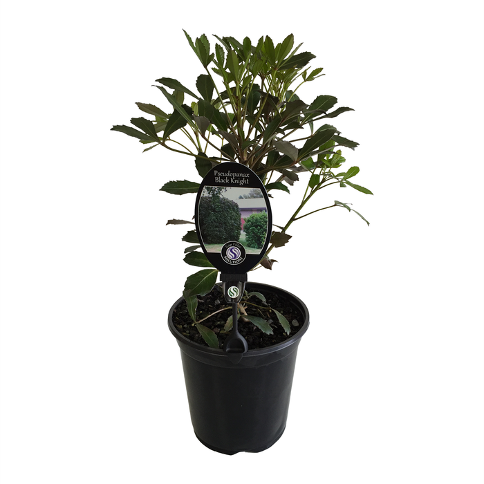 3.5L Pseudopanax Black Knight  - Pseudopanax