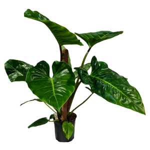 230mm Elephants Ear - Philodendron giganteum 