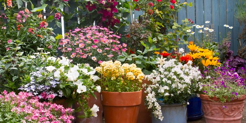 Various flowers in different colours in different pots on a decking in the back yard.