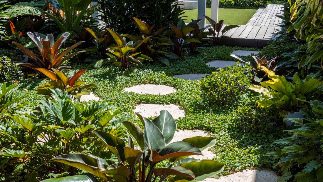 Landscaped garden with dense tropical plants and ground cover, a curved row of circular stepping stones leading to a timber deck and lawn under a pergola, with a grey fence in the background.