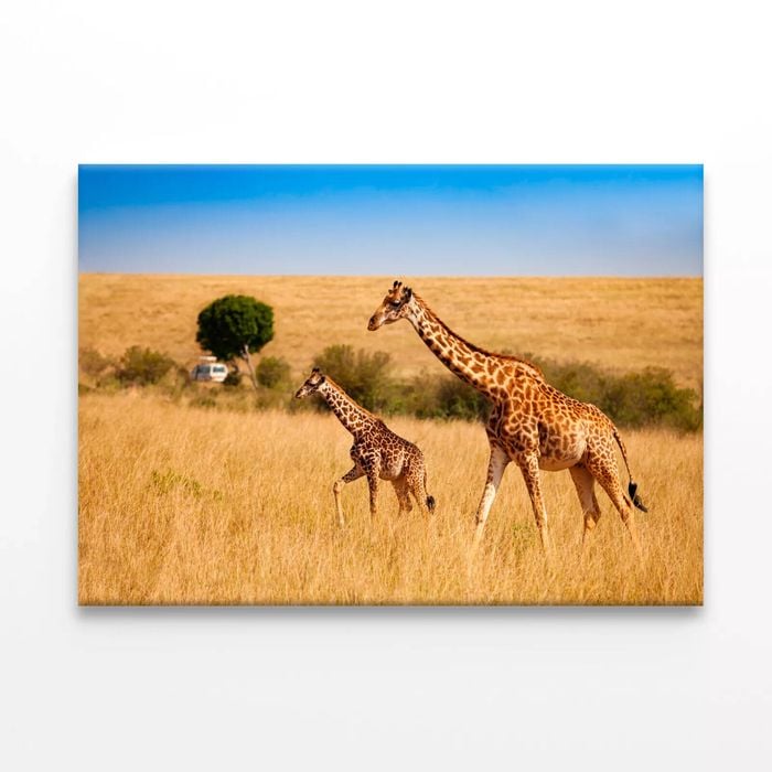 Two Giraffes & Safari Car   Print 100% Australian Made 75 x 50cm  (Stretched)