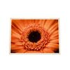 Galrie Stunning Close-Up of a Red Flower - Fine Art Photography, Wood Frame, A2 42 x 60cm (16 x 24inch)