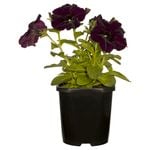 125mm Crazytunia - Petunia hybrida
