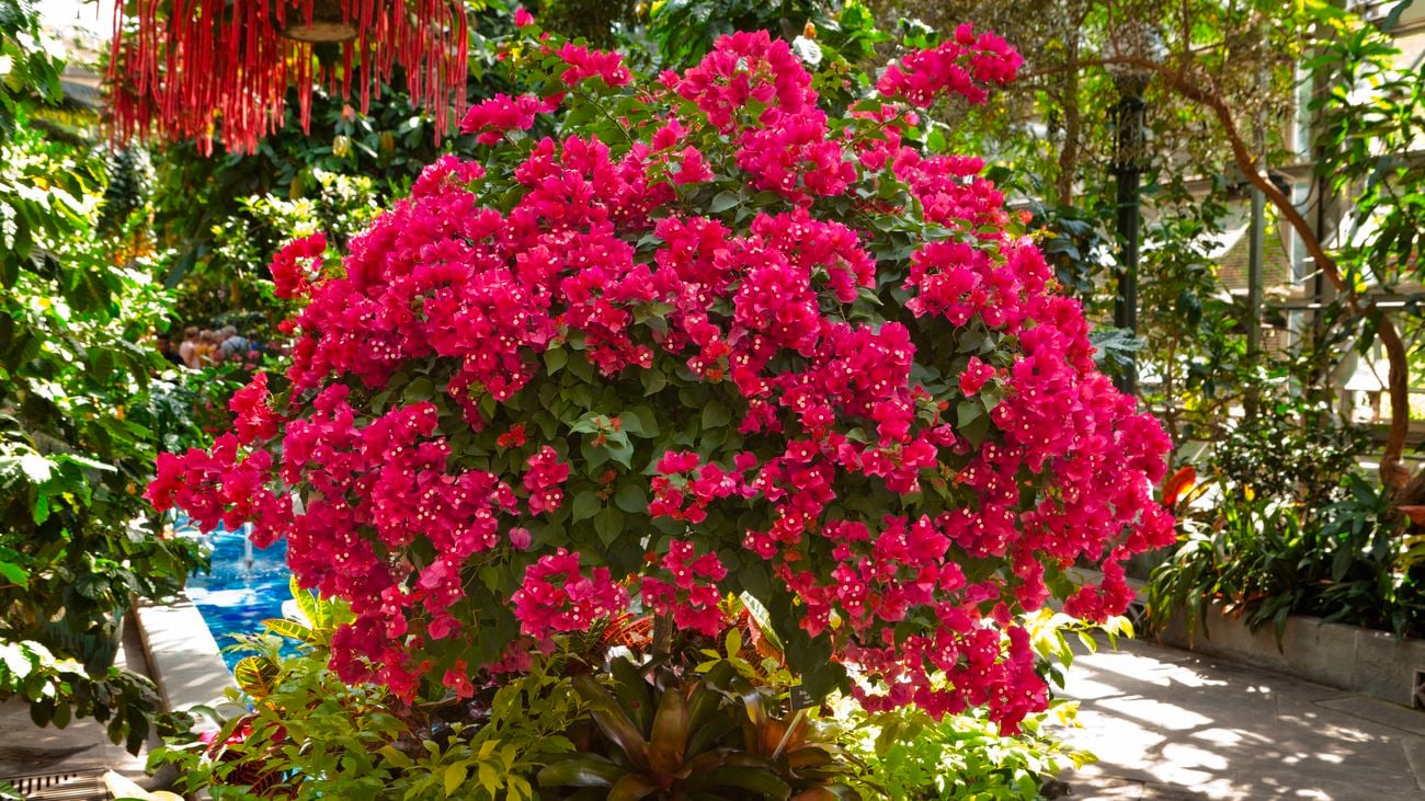 A bougainvillea in full flower
