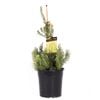 200mm Adenanthos Bronze Glow - Adenanthos sericeus