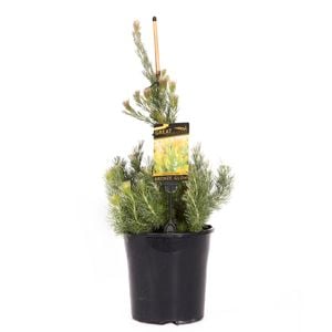 200mm Adenanthos Bronze Glow - Adenanthos sericeus