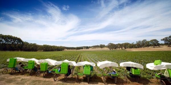 Strawberry field 