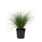 200mm Lomandra Lime Wave