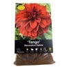 Yarra Valley Bulbs Dahlia Tango - 1 Pack
