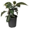170mm Zebra Plant - Aphelandra squarrosa 