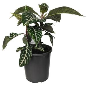 170mm Zebra Plant - Aphelandra squarrosa 