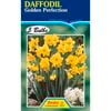 Fiesta Flower Bulbs Daffodil Golden Perfection - 5 Bulbs