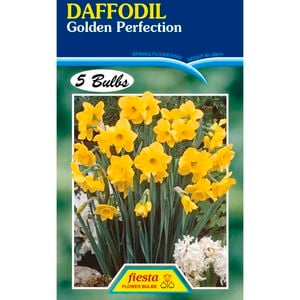 Fiesta Flower Bulbs Daffodil Golden Perfection - 5 Bulbs