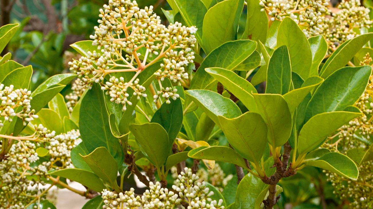 Vibrant sweet viburnum growing