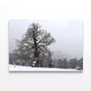 Oak Tree with Forest Scenery  Print 100% Australian Made 120 x 90cm  (Stretched)