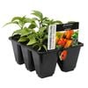 6 Cell Habanero Chilli Mix - Capsicum annuum - Fusion Vegetable Range