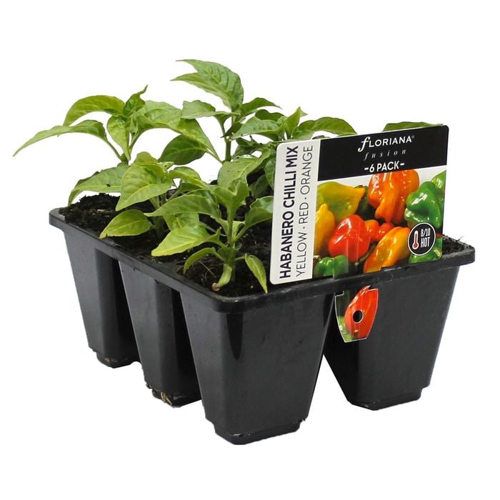 6 Cell Habanero Chilli Mix - Capsicum annuum - Fusion Vegetable Range