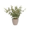 Artificial Plant - Baby Eucalyptus - Green 38cm