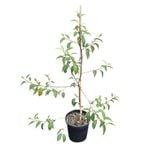 4L Mexican Alder - Alnus jorullensis
