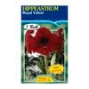 Fiesta Flower Bulbs Hippeastrum Royal Velvet