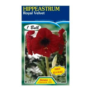 Fiesta Flower Bulbs Hippeastrum Royal Velvet