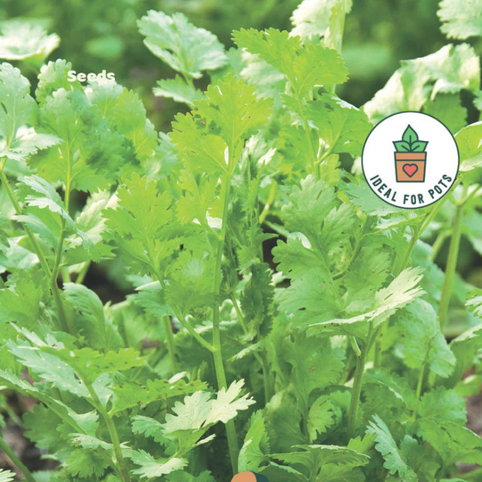 Fothergill's Coriander Herb Seeds