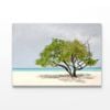 Tree In Beach  Print 100% Australian Made 150 x 100cm  (Acrylic)