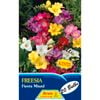 Freesia Single Mixed - 20 Bulbs
