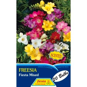 Freesia Single Mixed - 20 Bulbs