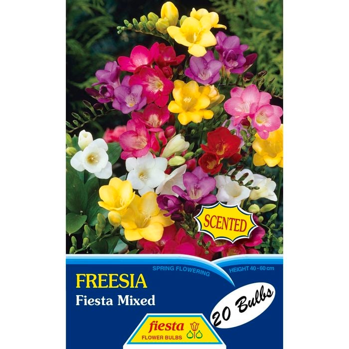 Freesia Single Mixed - 20 Bulbs