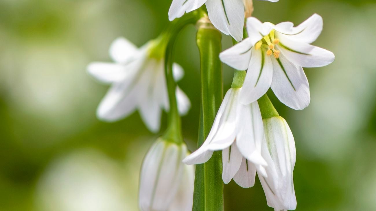 Picture of a white flowers on a green stalk with out-of-focus, green background