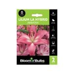 Bloomin' Bulbs Lilium Arbatax - 2 Pack