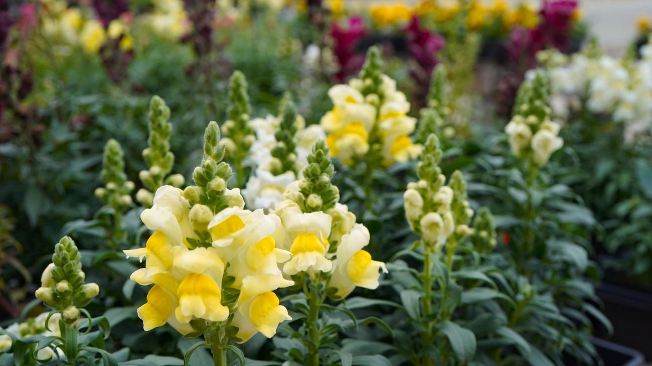 Snapdragon plants with yellow petals