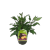 1.9L Pepino Ruby - Solanum muricatum - Incredible Edible® Range