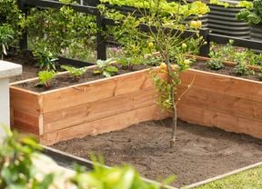 A wooden raised garden bed with plants surrounds a young lemon tree. 