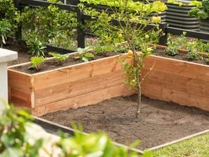 A wooden raised garden bed with plants surrounds a young lemon tree. 