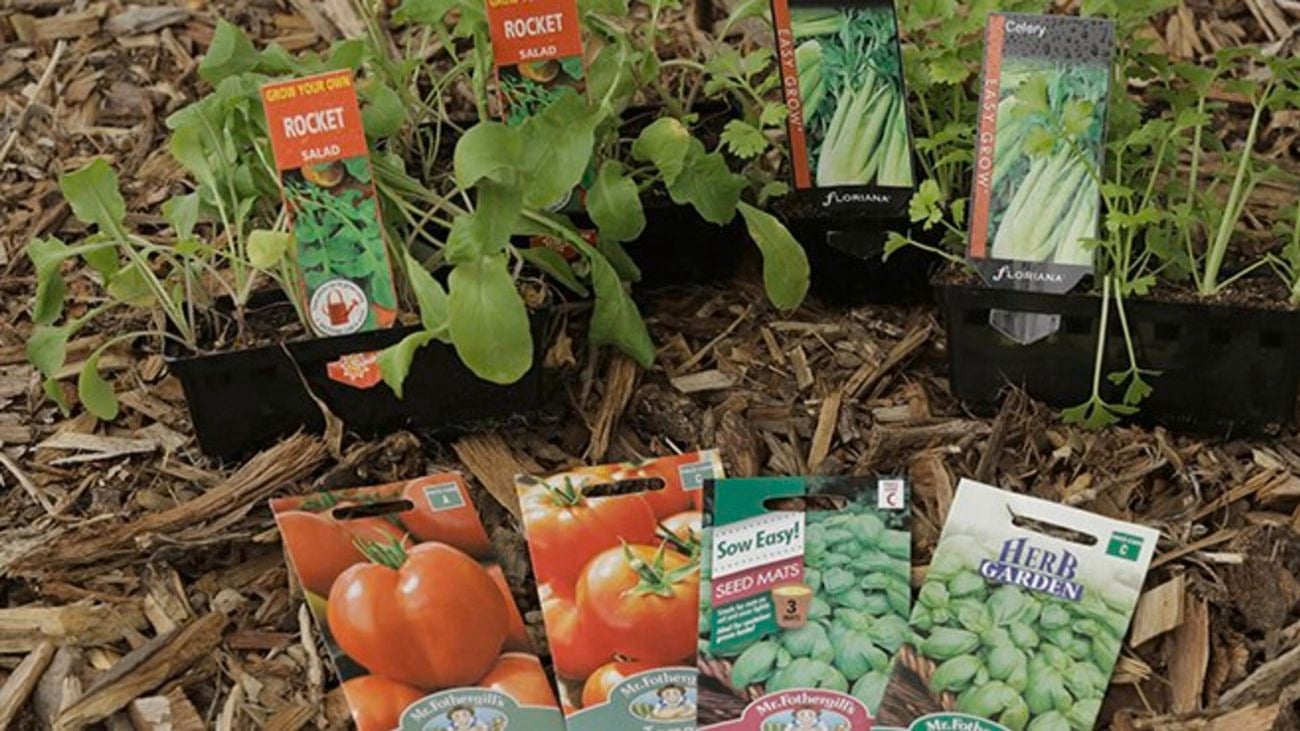 Plant types sitting in soil.