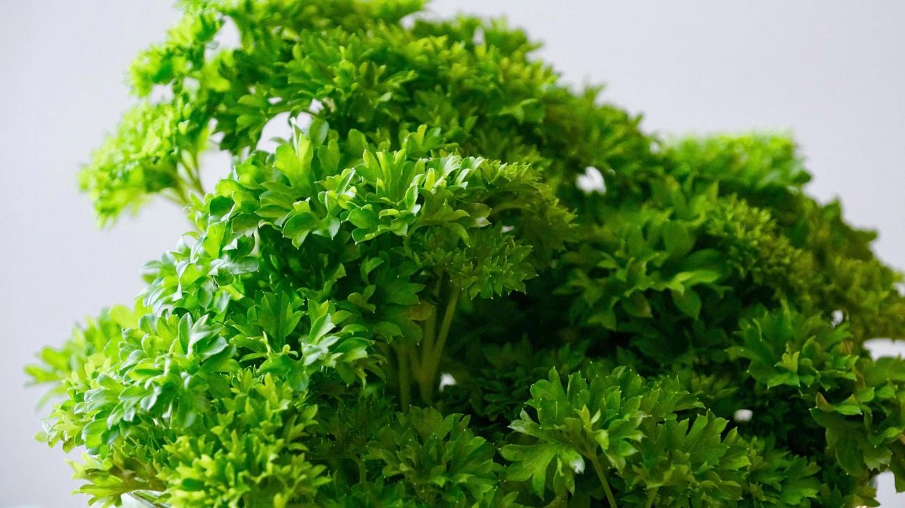 Parsley.