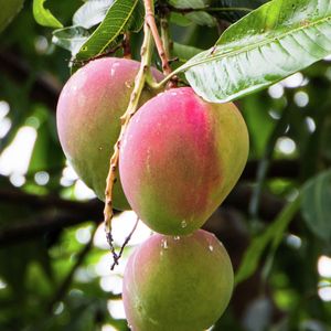 DIY - Header - How to grow mango from seed