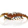 125mm Chasebait Heavy Flick Prawn Soft Plastic Fishing Lure with 15gm Lead Weight - Green Prawn