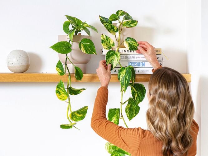 Lady looking at her timber shelving with pot plant