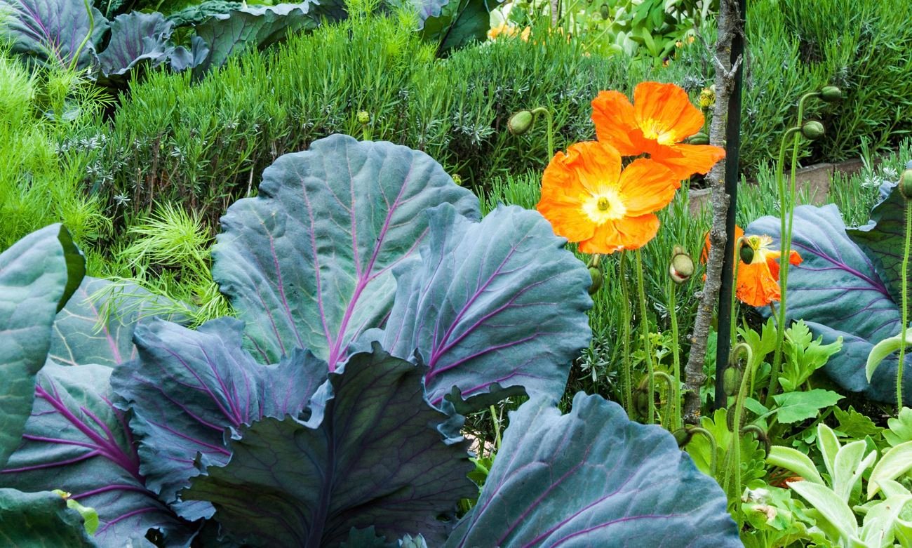veggie garden with a small orange tree, orange flowers, and large leafy greens growing in the ground