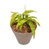 125mm Florida Beauty - Dracaena surculosa