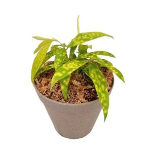 125mm Florida Beauty - Dracaena surculosa