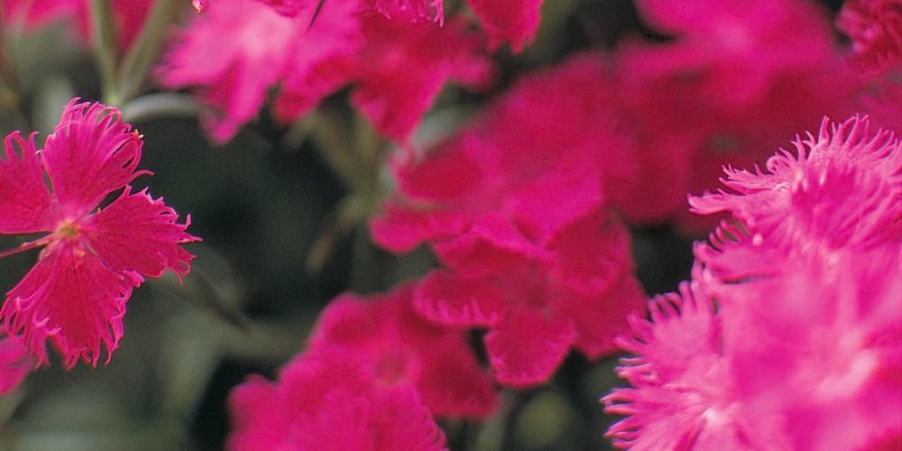 For a delicate display, the petite flowers of Dianthus ’Devotion’ provide an exotic mix of crimson, violet and red shades.